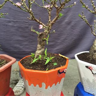 Đào mini chơi tết gốc to đẹp đào cảnh sỉ theo cây