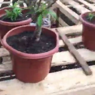 Đào mini chơi tết gốc to đẹp đào cảnh sỉ theo cây