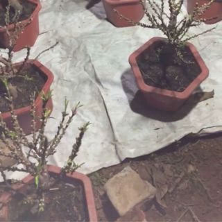 Đào mini chơi tết gốc to đẹp đào cảnh sỉ theo cây