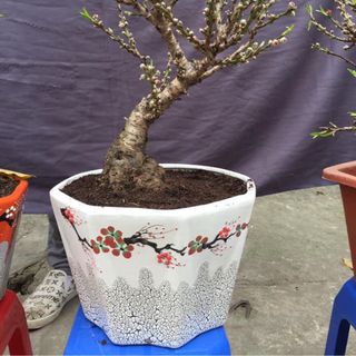 Đào mini chơi tết gốc to đẹp đào cảnh sỉ theo cây