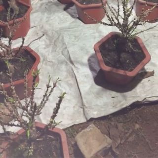 Đào mini chơi tết gốc to đẹp đào cảnh sỉ theo cây