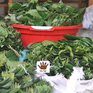 Nước cất tinh chất lá trầu không