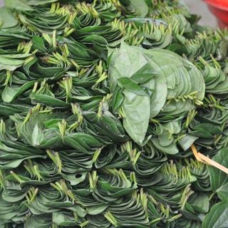 Nước cất tinh chất lá trầu không