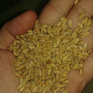 lúa tròn nhật