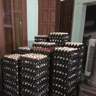 Chuyên sản xuất và phân phối vỉ nhựa đựng trứng Phú Hòa An giá tốt