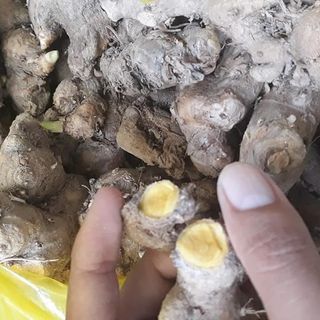 ngả sậy vàng