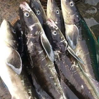 Cá bớp nguyên con