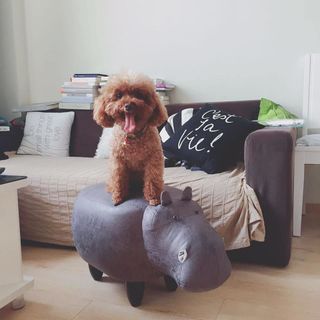 GHẾ ĐÔN HÌNH THÚ