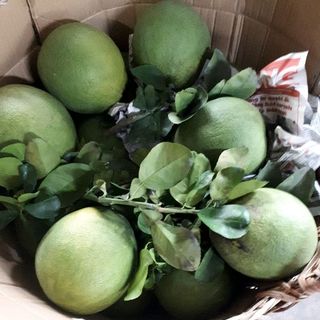 bưởi da xanh bến tre