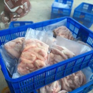 Cá Chình Biển- Cá ninja - Cá mút đá