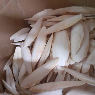 Nang Mực