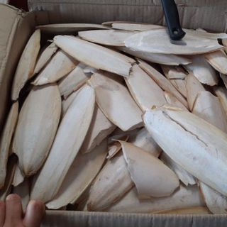 THU MUA NANG MỰC XƯƠNG MỰC SỐ LƯỢNG LỚN