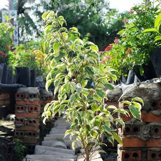 CÂY SANH CẨM THẠCH