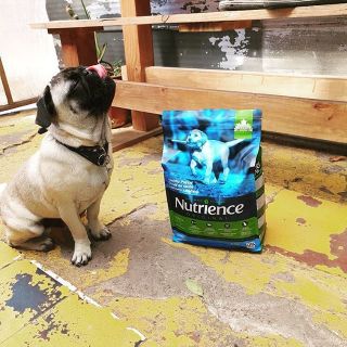 Canada Nutrience Original Thức Ăn Cho Chó Con Dưới 12 Tháng Tuổi - Thịt Gà Rau Củ Trái Cây Tự Nhiên
