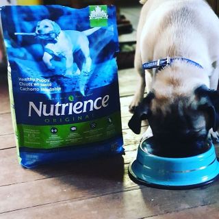 Canada Nutrience Original Thức Ăn Cho Chó Con Dưới 12 Tháng Tuổi - Thịt Gà Rau Củ Trái Cây Tự Nhiên