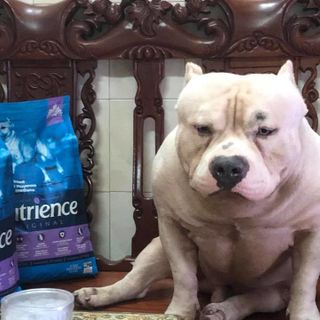 Canada Nutrience Original Thức Ăn Cho Giống Chó Kích Thước Trung Bình Lớn Bao 11kg - Thịt Cừu Rau Củ Trái Cây Tự Nhiên