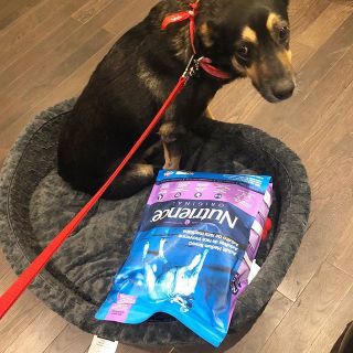 Canada Nutrience Original Thức Ăn Cho Giống Chó Kích Thước Trung Bình Lớn Bao 11kg - Thịt Cừu Rau Củ Trái Cây Tự Nhiên