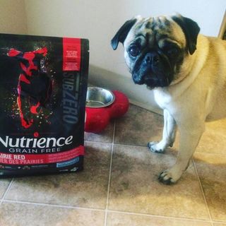 Canada Nutrience Subzero Thức Ăn Hạt Cho Chó Bao 5kg - Thịt Bò Thịt Gà Cá Hồi Cá Tuyết Cá Trích Rau Củ Trái Cây Tự Nhiên