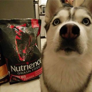 Canada Nutrience Subzero Thức Ăn Hạt Cho Chó Bao 5kg - Thịt Bò Thịt Gà Cá Hồi Cá Tuyết Cá Trích Rau Củ Trái Cây Tự Nhiên