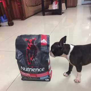 Canada Nutrience Subzero Thức Ăn Hạt Cho Chó Bao 5kg - Thịt Bò Thịt Gà Cá Hồi Cá Tuyết Cá Trích Rau Củ Trái Cây Tự Nhiên