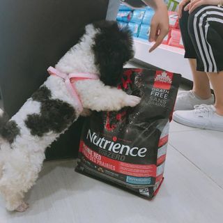Canada Nutrience Subzero Thức Ăn Hạt Cho Chó Bao 5kg - Thịt Bò Thịt Gà Cá Hồi Cá Tuyết Cá Trích Rau Củ Trái Cây Tự Nhiên