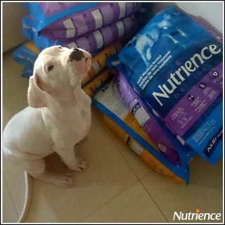 Canada Nutrience Original Thức Ăn Cho Giống Chó Kích Thước Trung Bình Lớn - Thịt Cừu Thịt Gà Rau Củ Trái Cây Tự Nhiên
