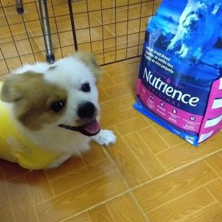 Canada Nutrience Original Thức Ăn Cho Chó Giống Nhỏ Trên 6 Tháng Tuổi - Thịt Gà Rau Củ Trái Cây Tự Nhiên