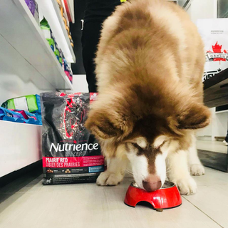 Canada Nutrience Subzero Thức Ăn Hạt Cho Chó Bao 227kg - Thịt Bò Thịt Gà Cá Hồi Cá Tuyết Cá Trích Rau Củ Trái Cây Tự Nhiên