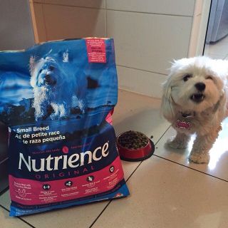 Canada Nutrience Original Thức Ăn Cho Chó Giống Nhỏ Trên 6 Tháng Tuổi - Thịt Gà Rau Củ Trái Cây Tự Nhiên