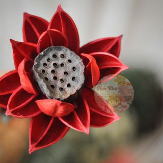 Hoa Sen Có Đài Đỏ