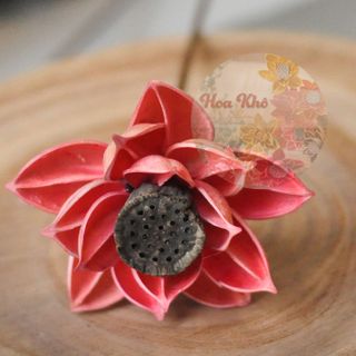 Hoa sen có đài hồng