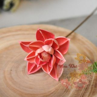 Hoa sen không đài hồng