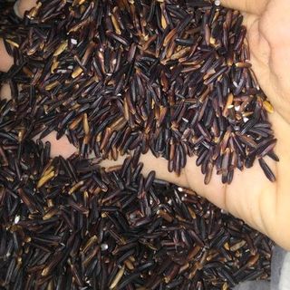 Gạo lứt tím than gạo đen Sóc Trăng
