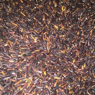 Gạo lứt tím than gạo đen Sóc Trăng