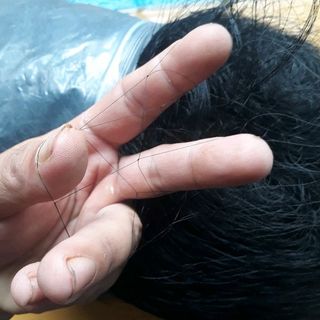lưới bẫy chim