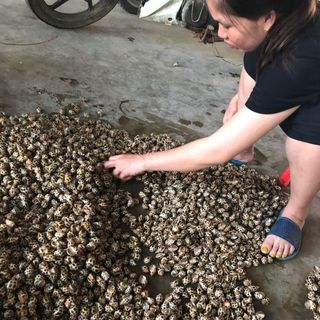 Ốc Hương Biển 100