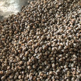 Ốc Hương Biển 100
