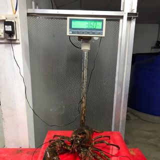 Tôm hùm alaska canada