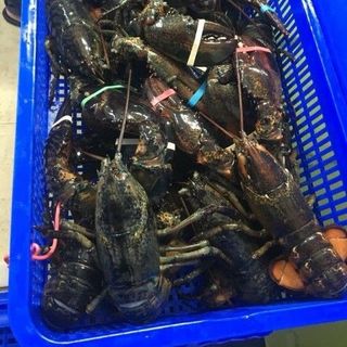 TÔM HÙM ALASKA CANADA