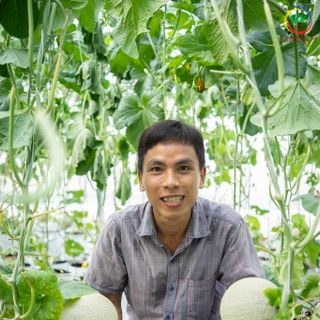 Dưa Lưới Nhật Bản - giống Festa Giá Sỉ Toàn Quốc