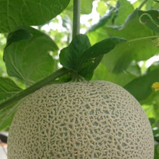 Dưa Lưới Nhật Bản - giống Festa Giá Sỉ Toàn Quốc