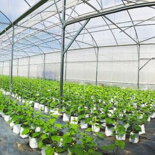 Dưa Lưới Nhật Bản - giống Festa Giá Sỉ Toàn Quốc