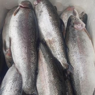 Cá hồi Nauy