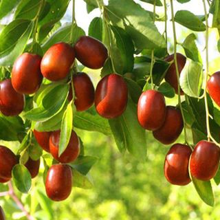 TRÀ TÁO ĐỎ/HỒNG TÁO