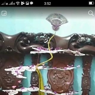 cây tiền tài lộc dáng long trực quả ngọc