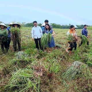 Tinh Dầu Sả Nguyên Chất Come On