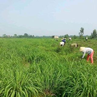 Tinh Dầu Sả Nguyên Chất Come On