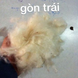 Gòn xơ gòn trái gòn xịn