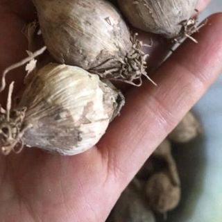 Tỏi Cô Đơn Phù Yên Sơn La