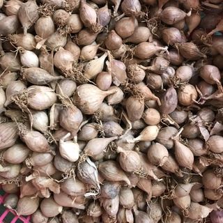 Tỏi Cô Đơn Phù Yên Sơn La